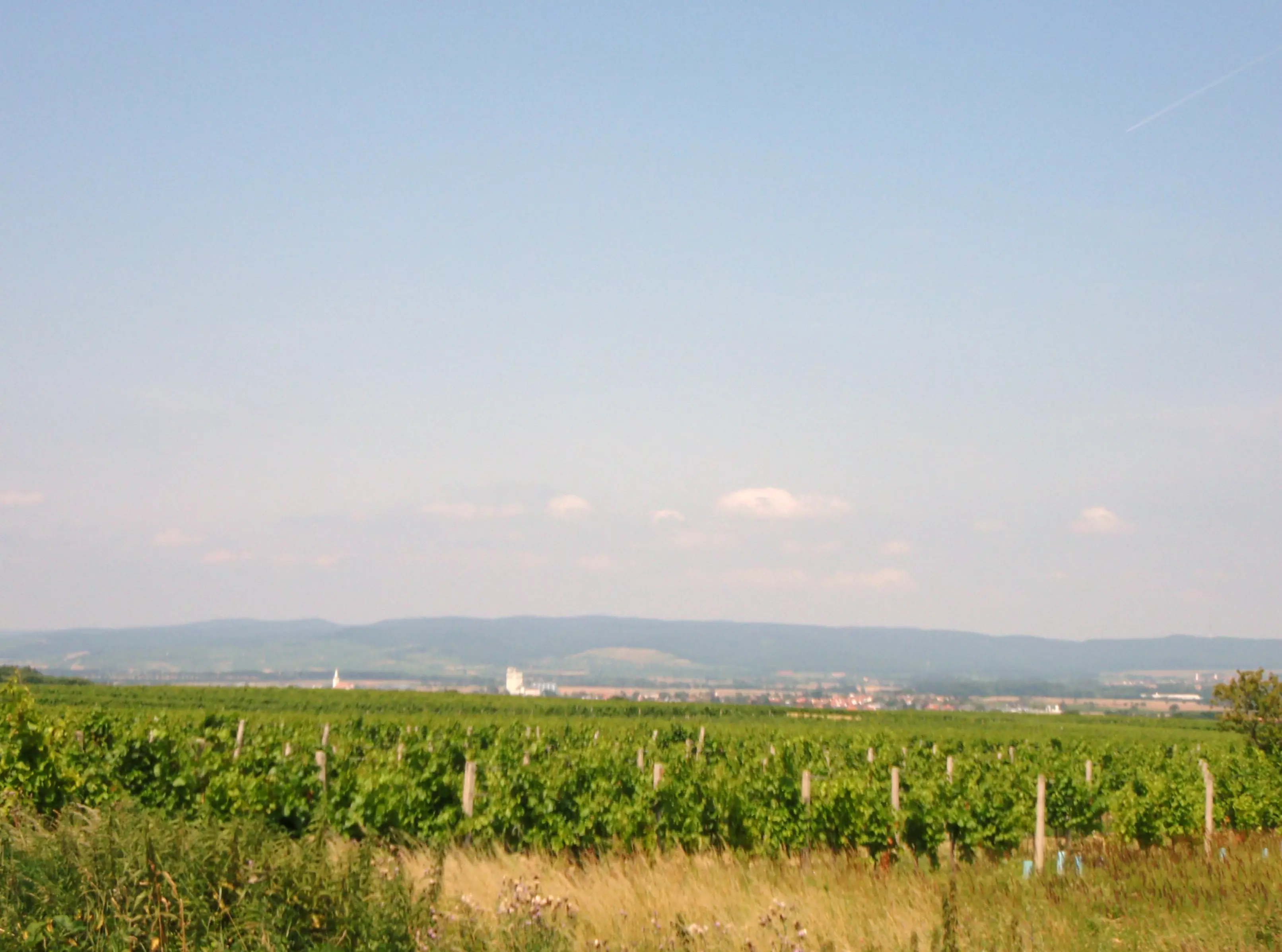 Weinbau in Österreich